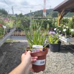 Okrasný cesnak (Allium) ´OSTARA´, kont. C2L
